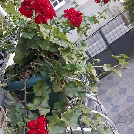 Homestay Izolda Batumi Ngoại thất bức ảnh